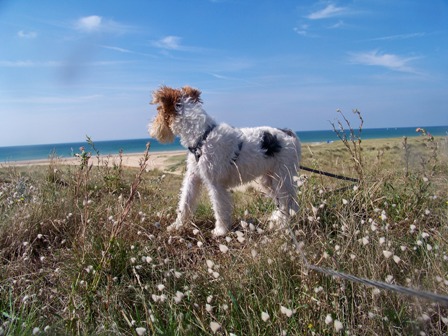 SEA-N-DOGS