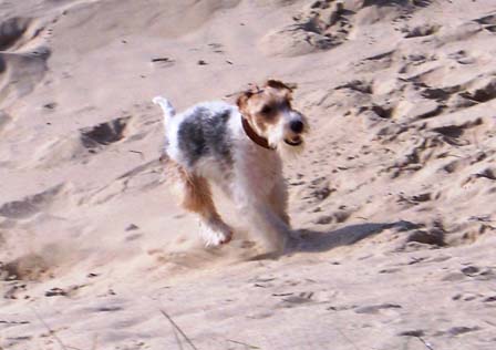 SEA-N-DOGS